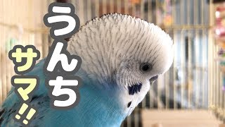 【ウザ可愛インコ③】ごちそうさまが言えるまで　セキセイインコ・うめ