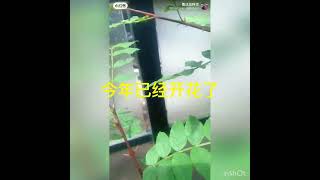 花椒从育苗到开花结果三年时间