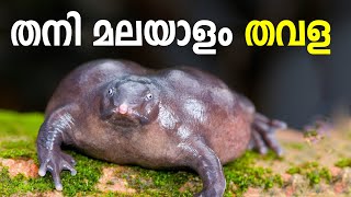 തനി മലയാളം തവള | ഒരിക്കൽ മാത്രം കാണാൻ പറ്റുള്ളൂ | പാതാള തവള | Purple frog