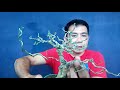 how to make informal upright bonsai paano gumawa ng informal upright bonsa