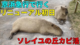 【カピ活/カピバラ】京浜急行で行くソレイユの丘