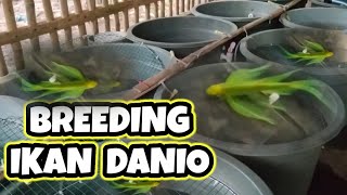 Breeding ikan danio slayer glofish