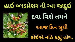 હાઈ બ્લડપ્રેશર ની આ દવા વિશે તમને આજ દિવસ સુધી કોઈએ કહયું નહિ હોય.સર્પગંધા ના ફાયદા અને નુકશાન.