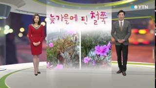 늦가을에 핀 철쭉 / YTN