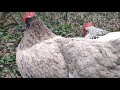 【鶏日記】昼寝を邪魔されるクロ 鶏 鶏日記 ニワトリ にわとり poules chickens niwatoriko