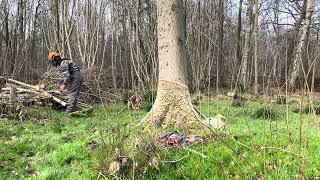 Using a electric chainsaw to fell a large ash tree