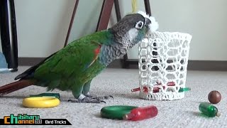 ウロコインコ： 【チビのぽいぽい芸】 Conure: Chibi Tricks - Bird Tricks