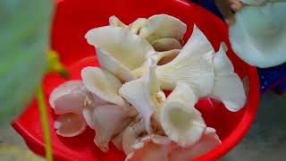 FIB NOORUMENI 507   Mushroom cultivation a Success story