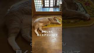 猫かわいい　もうダメだ～暑くて溶けそう　エアコンつけてアピール