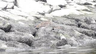 大森ふるさとの浜辺公園界隈の渡り鳥210512