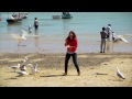 would this seagull steal your sandwich nature s boldest thieves preview bbc