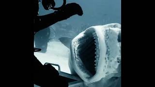 🤔शार्क स्कूबा डाइवर्स पर अटैक क्यों नहीं करते?😱/Why don't sharks attack scuba divers?🤯#shorts #facts