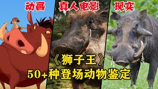 彭彭和丁满的小伙伴都是什么动物？【真狮版《狮子王》50+种动物全面鉴定（下）】