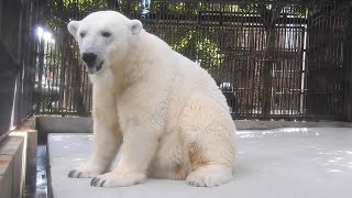 しろくまピースのファンサファンサ(^^♪　とべ動物園にて。