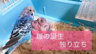 セキセイインコの雛 【誕生・独り立ち】#セキセイインコ #雛