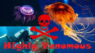 10 Most Dangerous Jellyfish In The World.