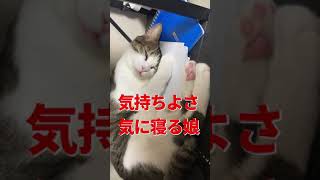 【癒し】恐怖映像！？猫様の寝言ｗｗｗ😺　#shorts #恐怖映像 #癒し  #cat  #ねこ