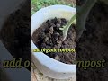 simple care tips for tomato plants caretips tomatoes shorts