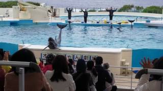 20170224 沖縄美ら海水族館　イルカショー　オキちゃん劇場　閉演