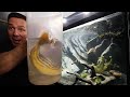 MONSTER PUFFER FISH ADDED TO AQUARIUM! - The king of DIY