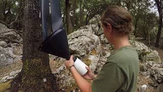 Sanidad Forestal La encina y el Gran Capricornio