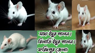 সাদা 🐁🐁ইদুর।