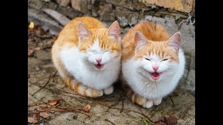 BEST AND FUNNIEST CAT MOMENTS - cat compilation