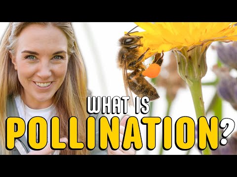 How Do Bees Features Help Pollinate Plants
