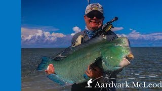 Bumphead Parrotfish Battle - One Minute Monday