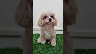 Yorkshire Terrier, Cavapoo, Maltipoo, Poodle & Cocker Spaniel