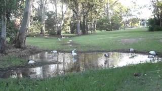 Australian White Ibis 2011-03-23