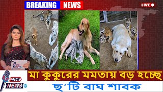 মা কুকুরের মমতায় বড় হচ্ছে ছ’টি বাঘ শাবক ! l Tiger \u0026 Dog | বিশালদেহী ৬ টি বাঘের মা কুকুর !