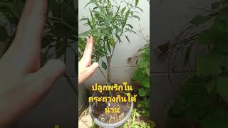 ปลูกพริกในกระถางเก็บกินได้นาน #ผักสวนครัวรั้วกินได้ #ปลูกพริกในกระถาง #เกษตรพอเพียง #thailand