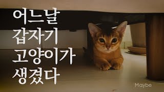 [Playlist] 나른한 주말 고양이와 함께 듣는 플레이리스트 ㅣ 제이렛빗, 선우정아, 아이유