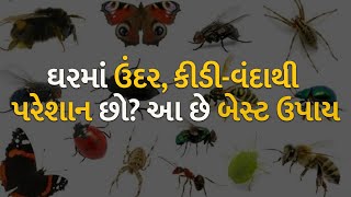 ઘરમાં ઉંદર, કીડી-વંદાથી પરેશાન છો? આ છે બેસ્ટ ઉપાય