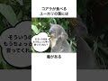 ラッコとコアラに関する雑学5選 雑学 動物雑学