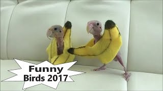 Funny Birds Compilation December 2017 Funny Pets Videos  Lustige Tiere Vögel (1.1)
