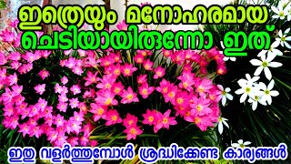 ഈ ചെടി ഇങ്ങനെ വളർത്തിയാൽ ആരായാലും കണ്ണു വെച്ചു പോകും|rain lilly care|chedikal pookkan|chedigal