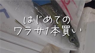 はじめて魚1本買いしてみた！ワラサのお刺身\u0026カツオのお刺身｜冷凍保存の仕方