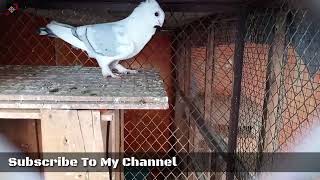 my new Pet Pigeon | Pigeon this is my new home | Taha Entertainment |