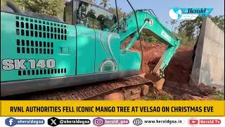 RVNL authorities fell iconic mango tree at Velsao on Christmas Eve