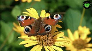 Metamorphosis Unveiled: The Extraordinary Journey of a Caterpillar ll  magnificent butterfly