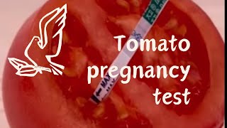 Tomato pregnancy test#test #experiment