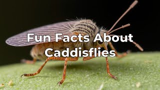 Fun Facts About Caddisflies