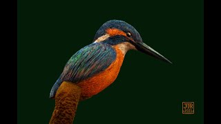 Kingfisher / Eisvogel