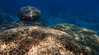 サンゴが綺麗な場所でシュノーケル【宮古島 5】