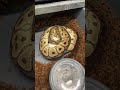 How can this Ball Python have all of those big eggs inside of her!  Amazing!