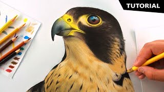 How to draw Realistic Falcon for BEGINNERS | Bird of Prey