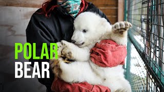 It’s A Boy! Polar Bear Cub’s First Health Check At Highland Wildlife Park