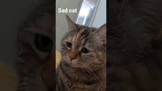 sad cat #sad #cat #cryingcat #meow #funnycat #cutecat #shortvideos #shorts #youtube #moyy_editt